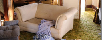 Water and Mold Removal